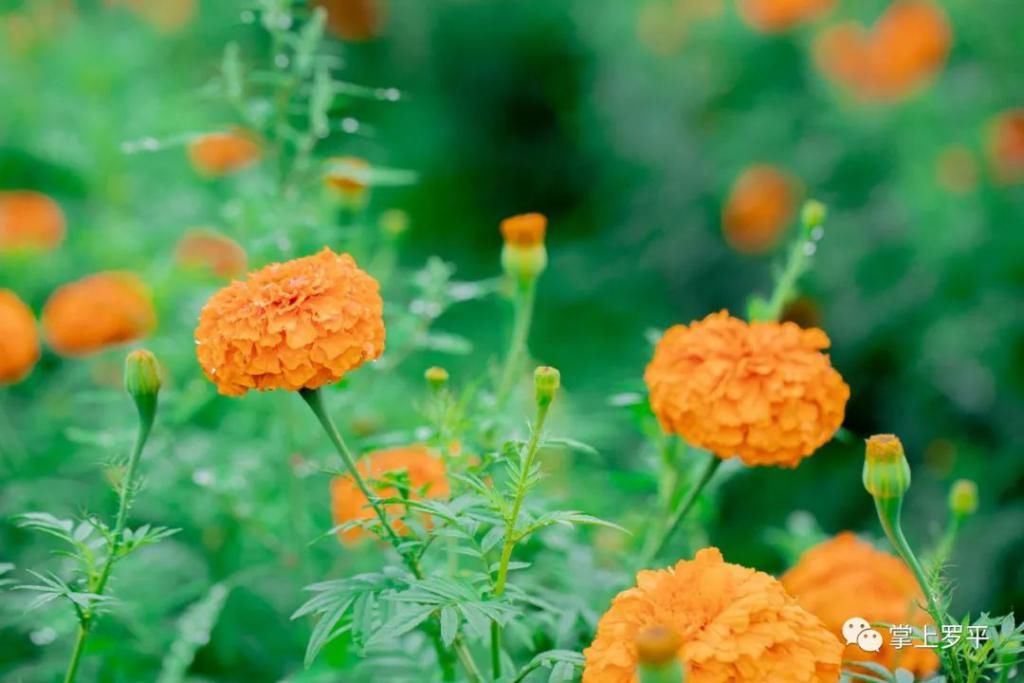  平城|免费！罗平城边万寿菊花海上线，美得没朋友了...