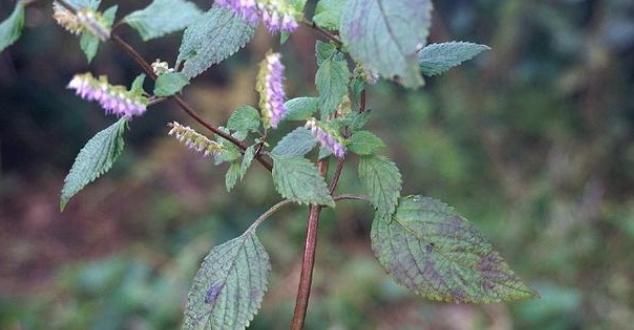 却常|这植物山上很多，却常被忽视，殊不知是解暑佳品