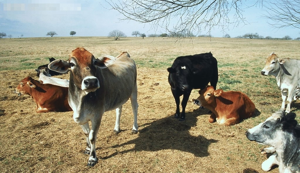 事业|大金牛:7月22号,运势上上签,遇事有贵人帮忙解决,事业旗开得胜