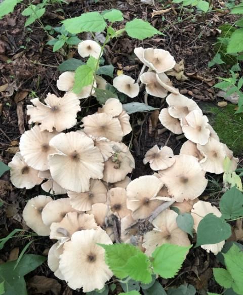  求助|女子见到大片菌子不知是何物 发消息求助