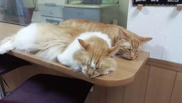  猫咪|只为开猫咪咖啡馆，女子日均开销不到15元，34岁前买下3栋楼！