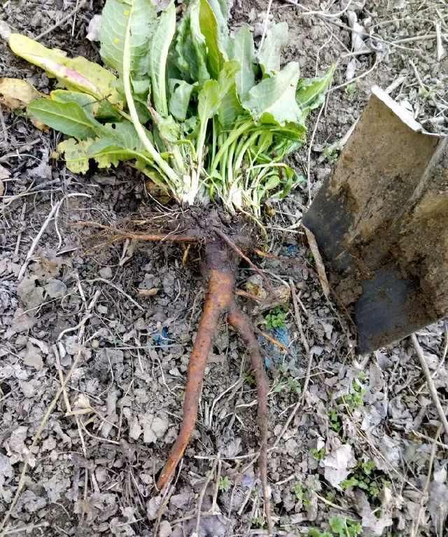 土大黄|学识《中华本草》土大黄