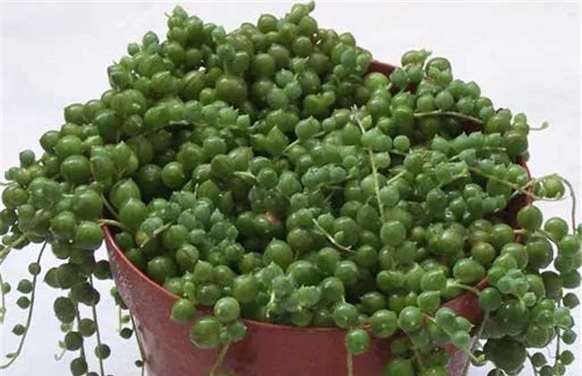美爆|这种多肉吊起来养,所谓像一串串葡萄一样,美爆了