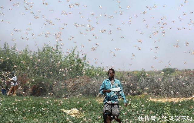 措施|2.4亿人陷于饥饿，疫情加剧非洲粮食危机