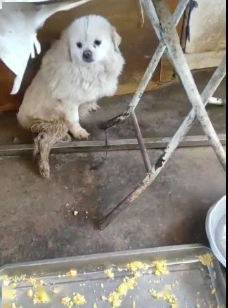  选择|看到别人把两只狗从车上扔掉，她选择这样做...