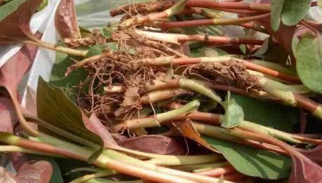  增强体质|女人爱美常吃3种食物，杀菌排毒，增强体质，谁吃谁受益