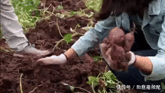 紫薯|为什么紫薯煮水后会变色,难道我们买的紫薯都是染色的?