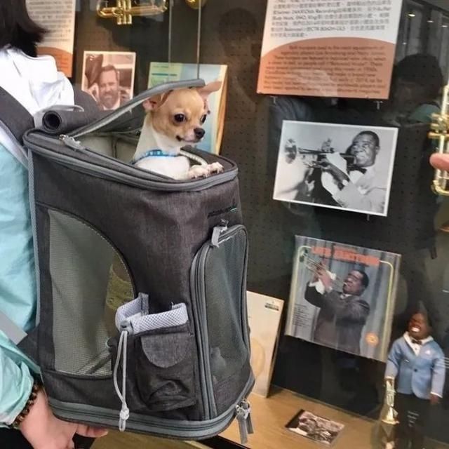  乘坐|美国人怎么喜欢带着宠物猫狗乘坐地铁？爱猫狗人士慎点