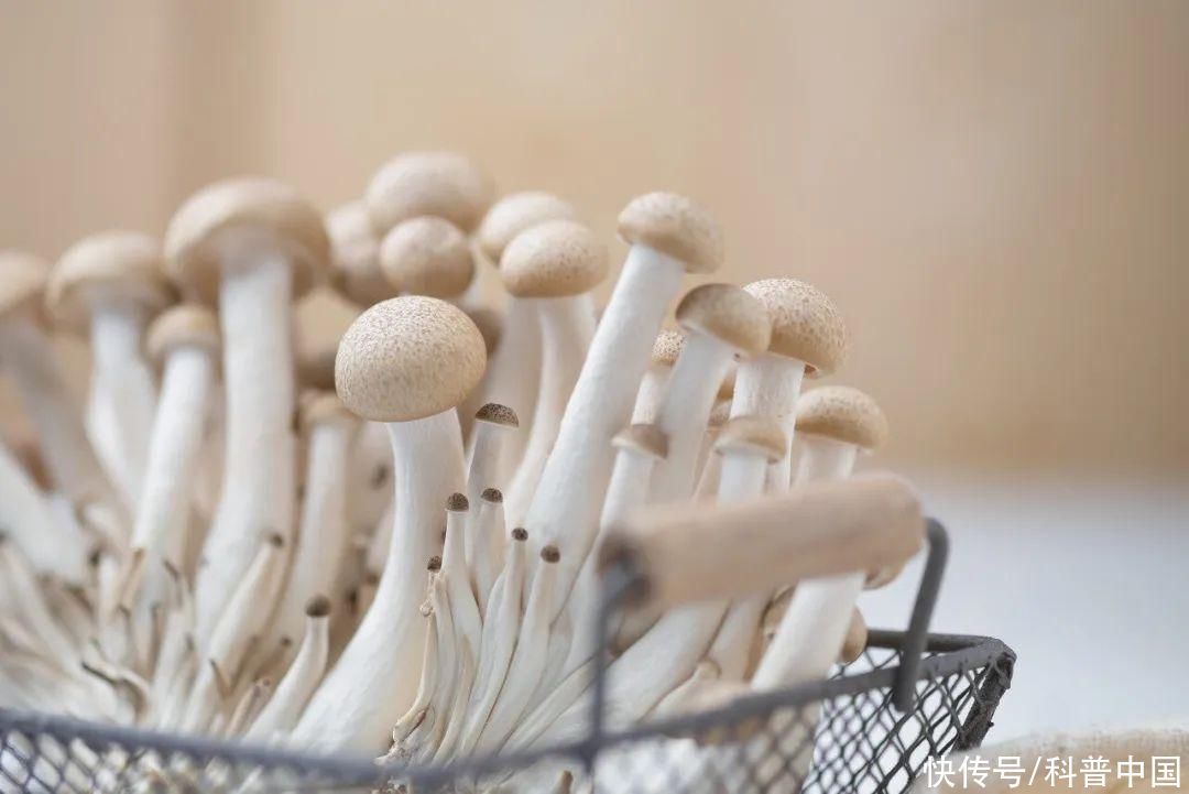 菜市场买的蘑菇真的含有甲醛吗(菜市场买的蘑菇真的含有甲醛吗？)