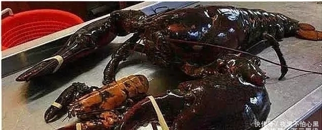 干瞪眼|这只龙虾活了134年,受国家特赦免死,吃货只能干瞪眼