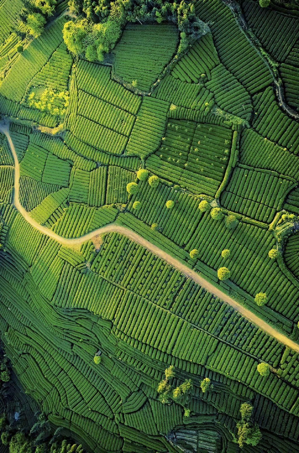  瞒不住|完了！雅安遍地大熊猫的事瞒不住了