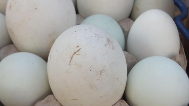 妈妈|吃鹅肉的人很多,超市却没有鹅蛋卖,也很少见人吃鹅蛋,为什么呢