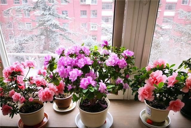  茉莉|几种废水变“肥水”，茉莉君子兰蟹爪兰“喝了”，长势旺得不得了