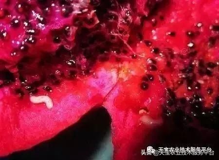虫害|火龙果常见虫害高清图谱