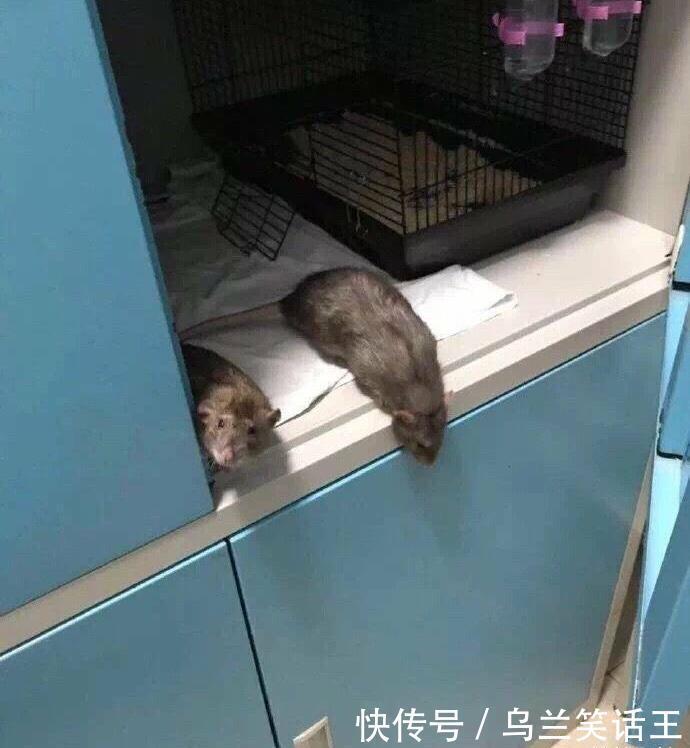 给狗设灵堂、摆花圈、喊“儿啊哈希娱乐- 哈希游戏平台- 哈希游戏官方网站”哭到断气？这届养狗人戏过了！