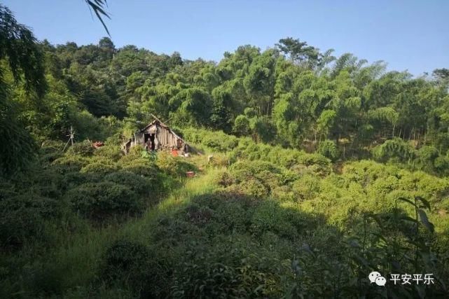 平乐|平乐人迹罕至的深山老林山顶现吸毒窝点，四名涉毒人员被抓！