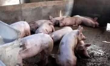  猪圈上|古代上厕所有多痛苦？一拉水花四溅，要锻炼多年才能“完美掉落”