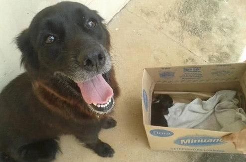  泪目|流浪狗在废弃物中狂翻，路人好奇凑上前观看，看到叼出物泪目了