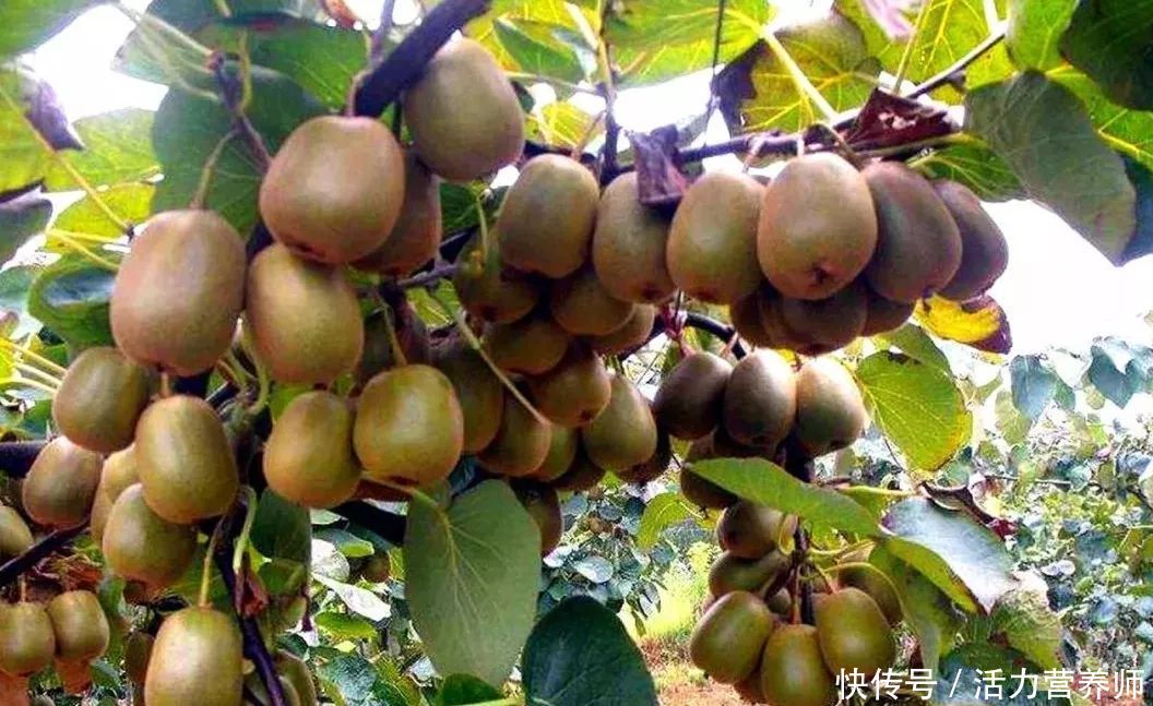 你以为的高甜水果其实含糖很低(要当心了：你认为的这4种“高甜水果”，实际上含糖量都很低)