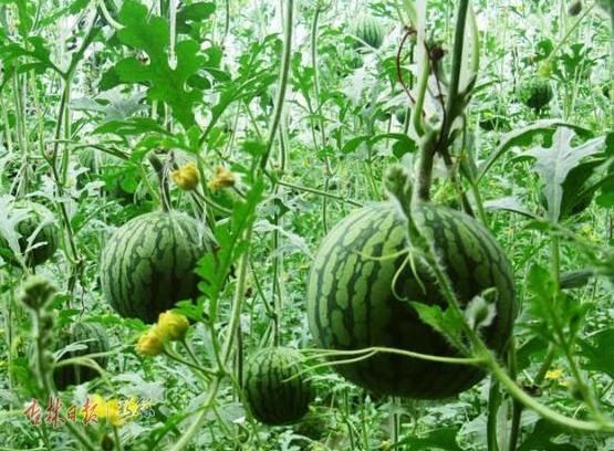  不服气|小彩说天气丨秋雨要连绵！这份吃瓜地图有点小不服气