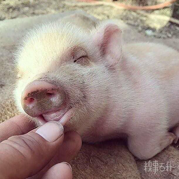  食用|今日份甜～加冰食用口感更佳