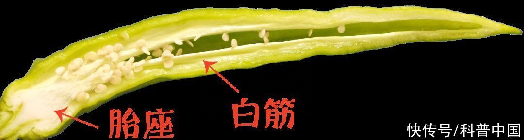 大葱和辣椒哪个辣(辣椒、大葱、洋葱的“辣”是同一种吗？答案是……)