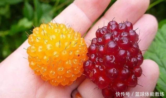 橙子|这种“野莓”不仅长得漂亮，维生素C还是橙子的3倍你见过吗