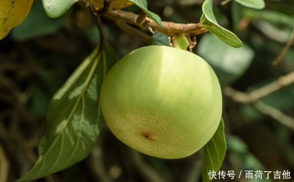 长相|它素有“鬼馒头”之称,长相奇特却含大量维生素,若遇见,莫害怕