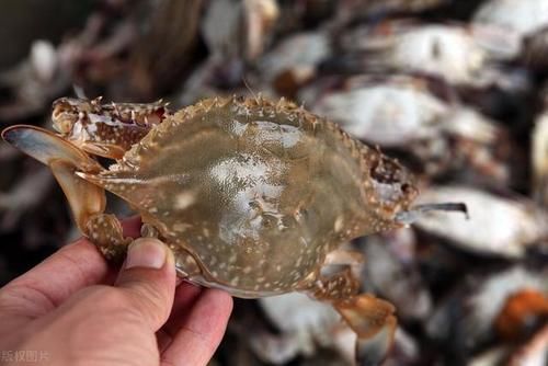 肥美|买螃蟹时，学会从这2个方面入手来挑选，包你买到的个个膏腴肥美