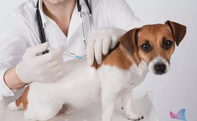  潜伏期|夏季高发！这种病致死率几乎100％！预防手段只有一种…