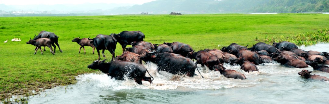  飞凤镇桥亭|村里有个桃花源！一起去吗~
