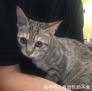  进外|虎斑猫被装进外出笼丢草堆曝晒，当时户外温度竟高达37度！