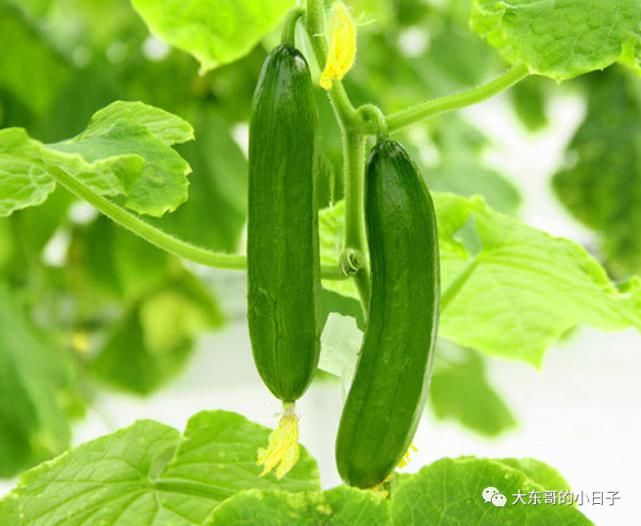 大热天|大热天全靠凉菜续命,这4款黄瓜凉菜简单好做,下饭开胃