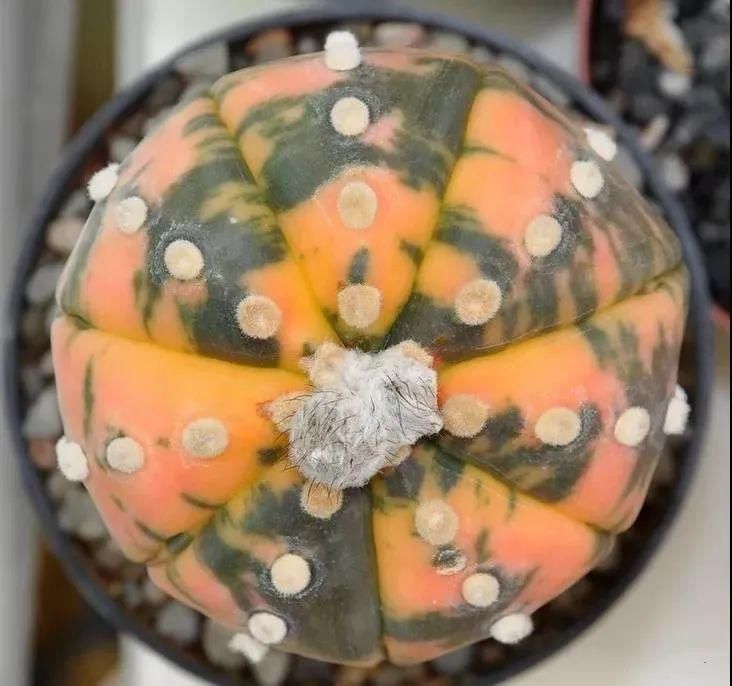  人养|每个人养肉人都应该学会鉴赏“兜”