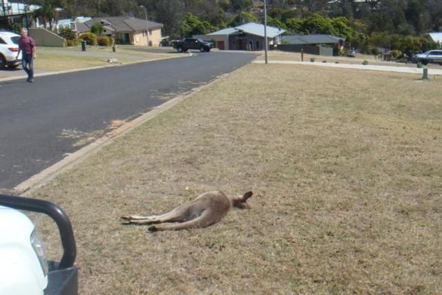  澳洲|澳洲2男子酒后驾车故意撞死21只袋鼠，如今2人全都被判刑