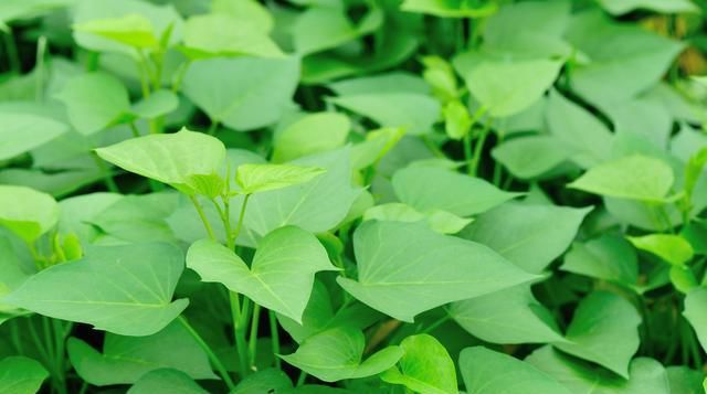  才能|红薯优质高产栽培技术要点，老农来和你们说说，怎么才能增产