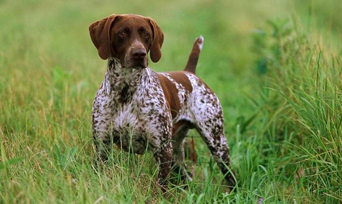 前爪受伤|受伤的狗狗自己跑到药店寻求帮助，在地上翻滚着感谢医生