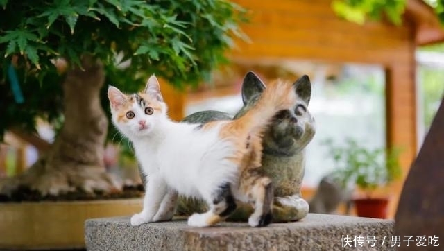  前来|观复猫天团上新，米麒麟前来报道啦