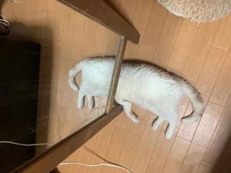 告诉|魔镜魔镜告诉我，我家猫为什么长5条腿？