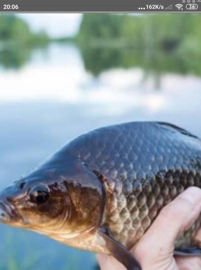  脱钩跑鱼|野钓时连续跑鱼，有哪些原因，浅谈一下个人见解