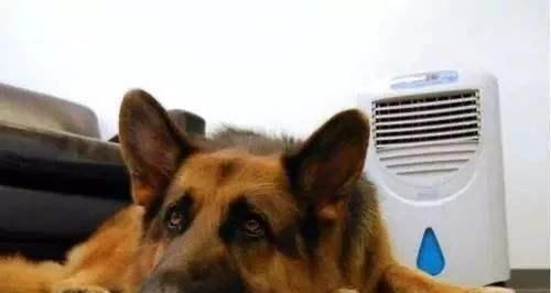  夏天|宠物医生整理5种狗狗夏天最常见的疾病！对症下手，建议收藏