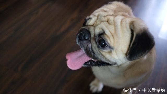 压根|这几种狗狗,一旦变成流浪狗,压根活不下去