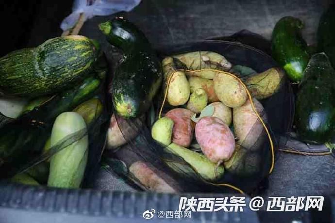 八月|紫阳秦巴山里的野生八月瓜熟了 香甜滑嫩美味可口难得吃到