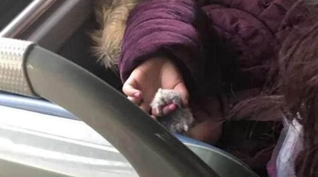 童真|公交车上，4岁女娃的一个行为令乘客气愤：小小年纪就丧失童真