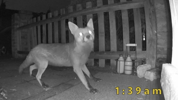  英国|英国一狐狸屡次“作案”偷走居民家门口鸡蛋面包