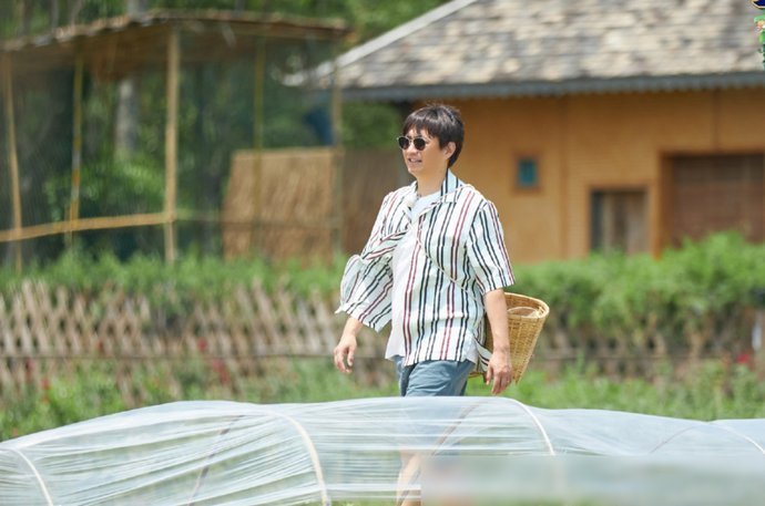 节目|《向往4》西瓜地终于长出西瓜,何炅扒开一看,穿帮镜头后期忘记了打码