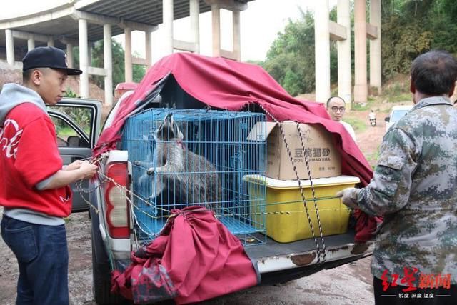  抓获|四川泸州警方破获跨省野生动物买卖案，解救水獭猕猴等多只国家保护动物
