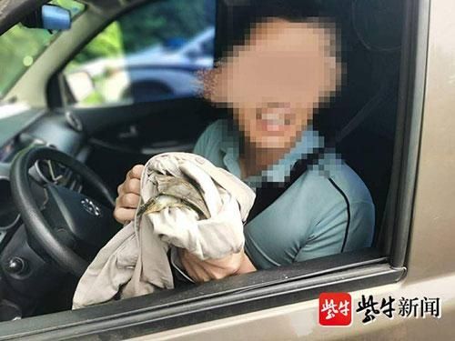  车道|高速路上捡到甲鱼，车停应急车道把玩被罚200记6分