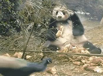  愤然|一周冰纷播｜1天3场相亲，32岁男子愤然离家出走，被民警在机场登机口找到