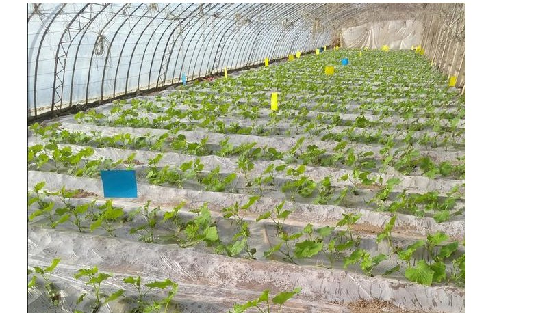  秋延|高温季温室秋延茬黄瓜瓜秧徒长结瓜少I做好五点防治措施产量翻倍